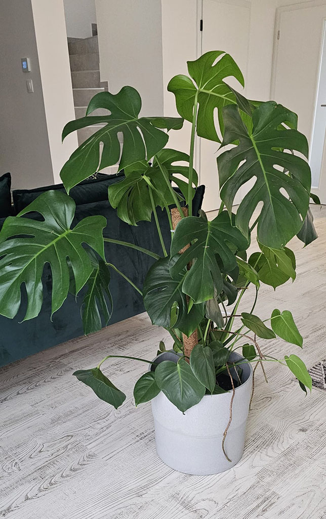 Monstera 2_cz--cs-CZ